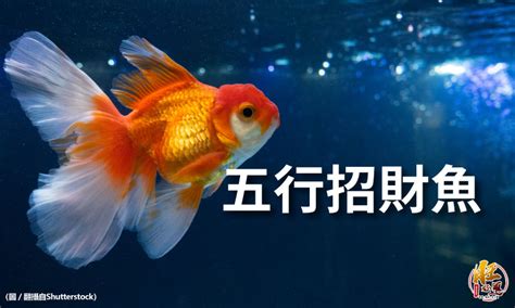 魚生小魚風水|魚生小魚招財法